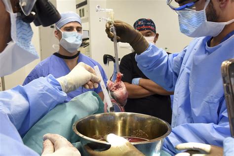 Experts Carry Out Worlds Second Pig To Human Heart Transplant Health