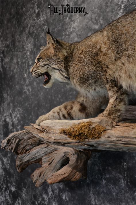 Bobcat Mount Ideas Life Size Bobcat Mounts All Taxidermy