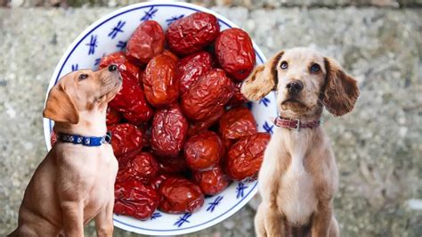 Dürfen Hunde Joghurt essen Ein Profi Klärt auf 2025