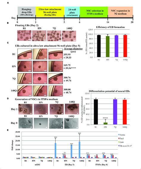 Neural Progenitor Cell Differentiation By The Hanging Drop Eb Method