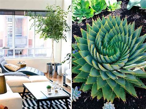 Las Mejores Plantas Para Interiores Noticias Zonaprop