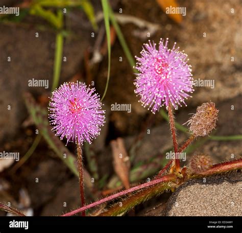 Mauvaises Herbes Envahissantes Banque De Photographies Et Dimages