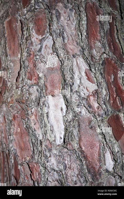 Pinus pinaster bark close up Stock Photo - Alamy