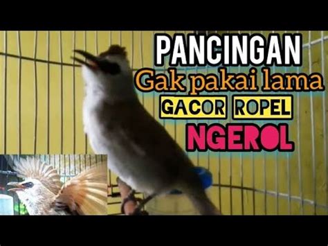 Suara Trucukan Gacor Ropel Panjang Ampuh Untuk Pancingan Trucuk Agar