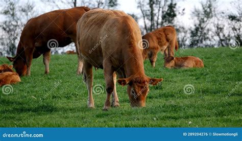 Limousin Domestic Cattle Cows And Calves Loire Countryside In France