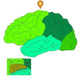 Precentral sulcus - e-Anatomy - IMAIOS