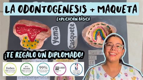 Explicación de ODONTOGENESIS maqueta YouTube