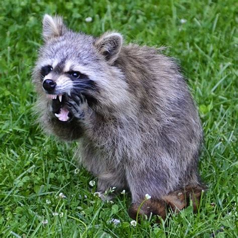 Why Do Raccoons Scream Wildlife Troopers