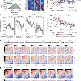 Condensin and cohesin localization during the cell cycle (a) Condensin ...