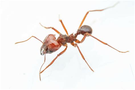 Hormiga Chicatana Negra Cerro Del Borrego Naturalista Mexico