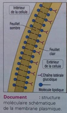 La Membrane Plasmique Ou Plasmalemme Le On D L Ultrastructure De La