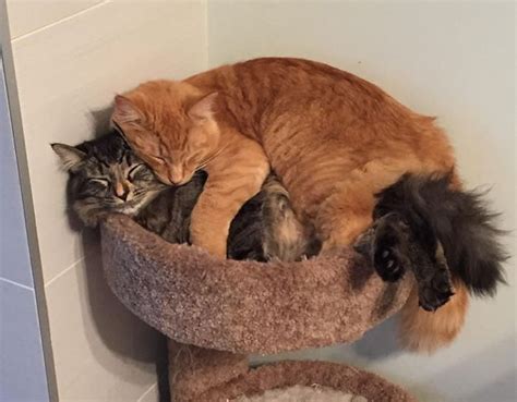 Cute Cats Insist On Sleeping Together Even After Outgrowing Their