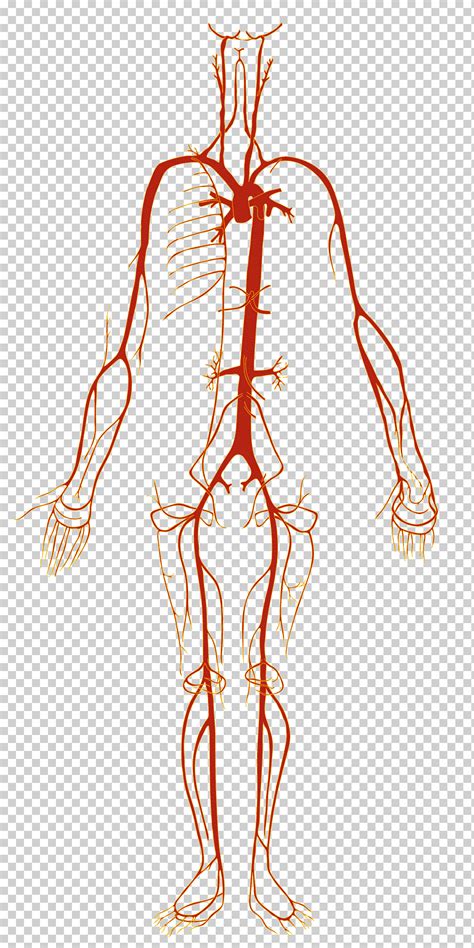 Arteria Cuerpo Humano Vaso Sangu Neo Anatom A Humana Diagrama De