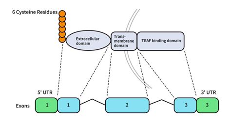 research progress  targeting bcma  autoimmune diseases dima biotech