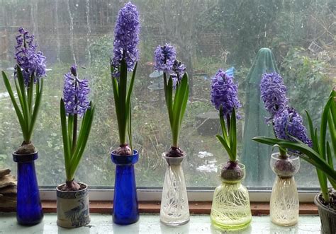 Hyacinth Varieties | garden withindoors