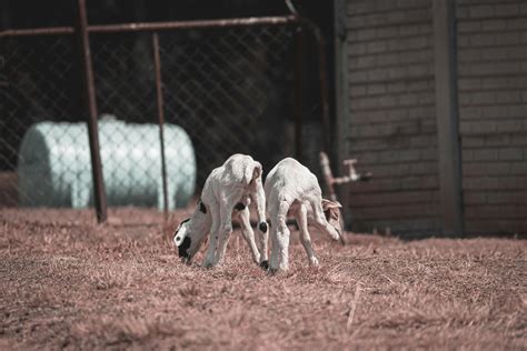 cute baby sheep  stock photo