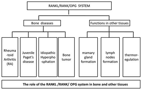 Receptor Activator Of Nuclear Factor B Ligand Rankl Rank