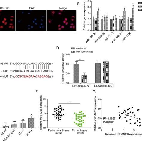 Linc Negatively Regulated Mir Expression A Fish Analysis Of