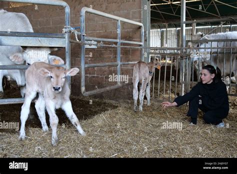 Breeding chianina calves hi-res stock photography and images - Alamy