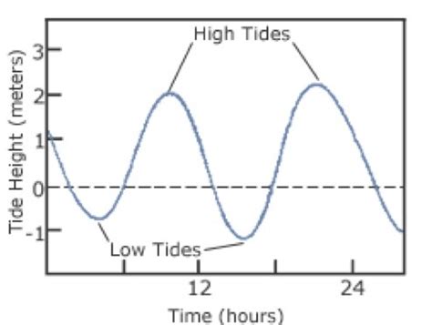 Costal Intertidal Zones - Tidal Marshes Flashcards | Quizlet