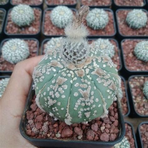 Jual Biji Kaktus Astrophytum V Type Astro V Type Shopee Indonesia