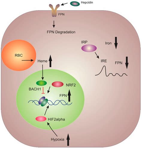 Pharmaceuticals Free Full Text Therapeutic Advances In Regulating