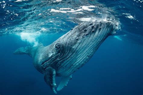 Blue whale Jigsaw Puzzle (Animals, Marine life) | Puzzle Garage