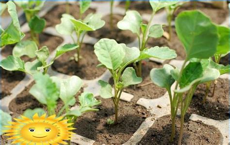 Come Coltivare Da Soli Piantine Di Ortaggi Sani