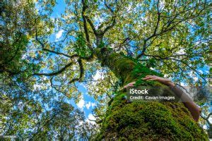 Abrazar un árbol una terapia sorprendente