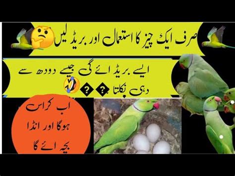 Indian Ringneck Se Breed Lene Ka Tarika Ringneck Breeding Tips Urdu