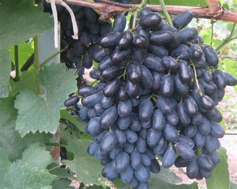 Виноград Кодрянка Описание Сорта Фото Отзывы Видео — Фото Картинки
