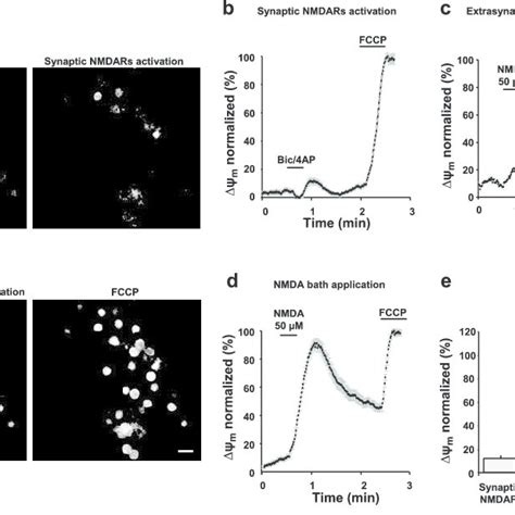 Alteration Of Mitochondrial Function Mediated By Activation Of