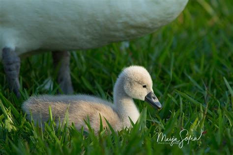 Mute Swan | Audubon Field Guide