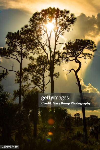 48 Camping Everglades Stock Photos, High-Res Pictures, and Images ...