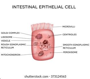 Intestinal Epithelial Cell Microvilli Detailed Illustration Stock ...