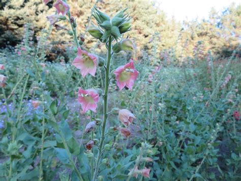 Tabac Peach Screamer Semences Le Potager Ornemental De Catherine