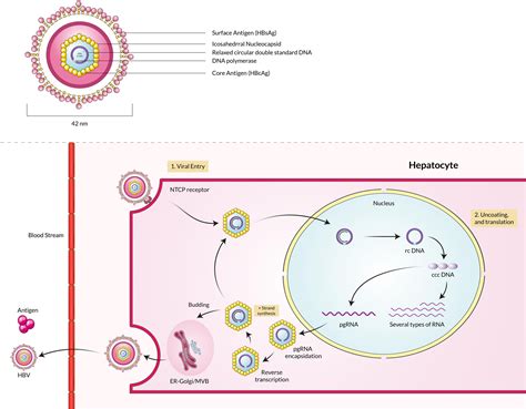 Frontiers Insights Into The Coinfections Of Human Immunodeficiency