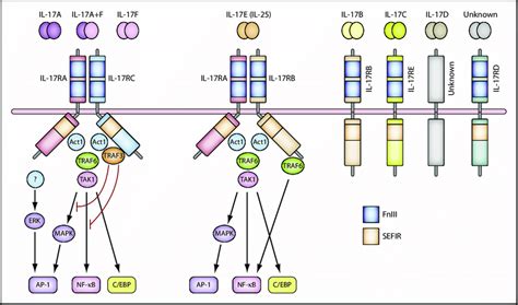 Il 17 And The Il 17 Receptor Families Download Scientific Diagram