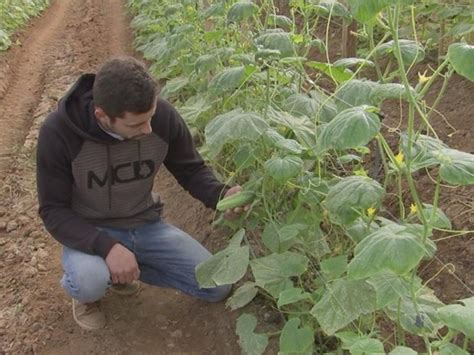 G1 Geada provoca prejuízo para agricultores em São Miguel Arcanjo