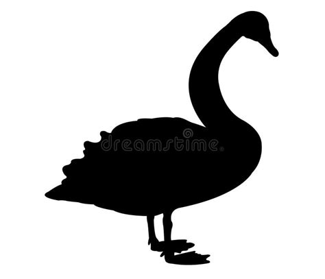 Silueta Del Cisne Ilustraci N Del Vector Ilustraci N De Pluma