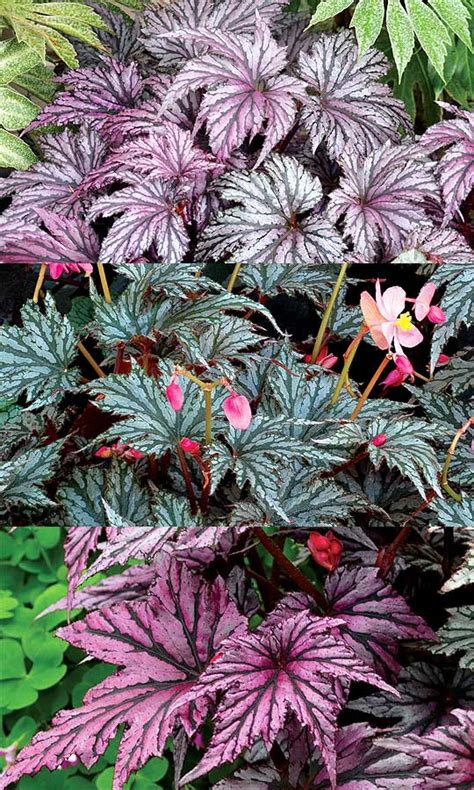 New begonias - foliage varieties - Transatlantic Gardener