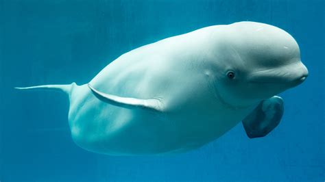 Baby beluga whale dies at SeaWorld from unknown causes shortly after birth