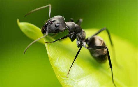 A Guide To Ant Prevention In CA | Pro Active Pest Control