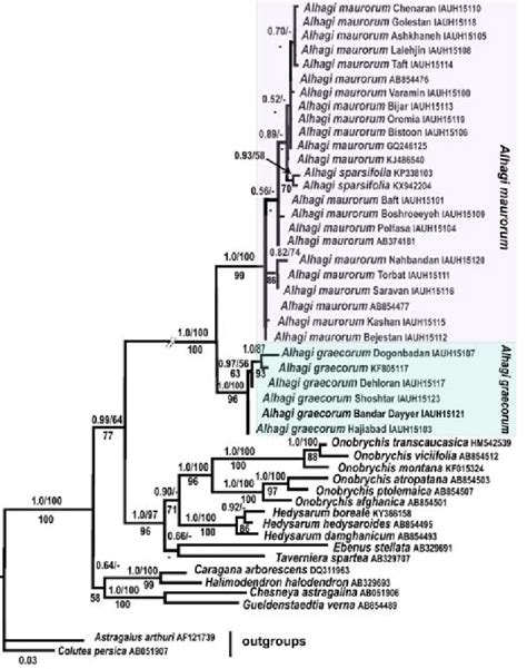 Fifty Percent Majority Rule Consensus Tree Resulting From Bayesian