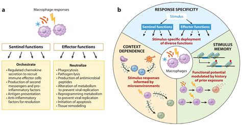 Functional Characteristics Of Macrophages A As A Response Download Scientific Diagram