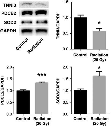 Western Blot Analysis Of Pdce2 Sod2 And Tnni3 Expression In Brain