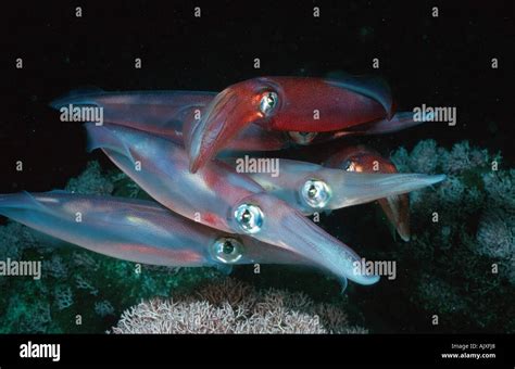 Common Squid Loligo Vulgaris Hi Res Stock Photography And Images Alamy