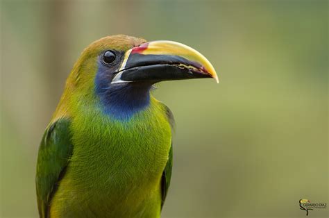 Wallpaper Birds Animals Nature Photography Yellow Wildlife Beak