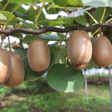 Kiwi Femelle Actinidia Deliciosa Ou Actinidia Chinensis Hayward