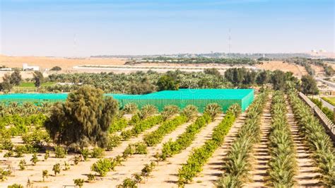 Desert Farm Near Al Ain Stock Photo Image Of Nature 111012602